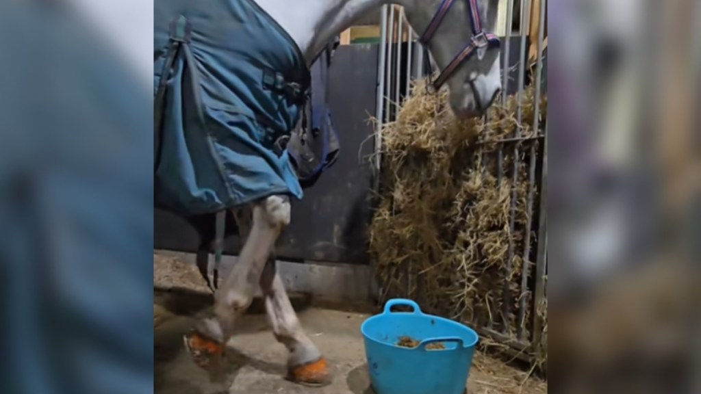 Side view of a large horse as it stands near their food. Their front hoof is out more as the other leg starts to bend back
