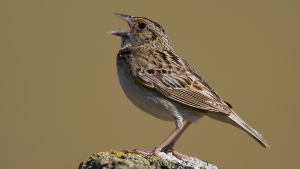 Side-view of a Grasshopper Sparrow resting on a rock. The bird has their beak wide open, making noises