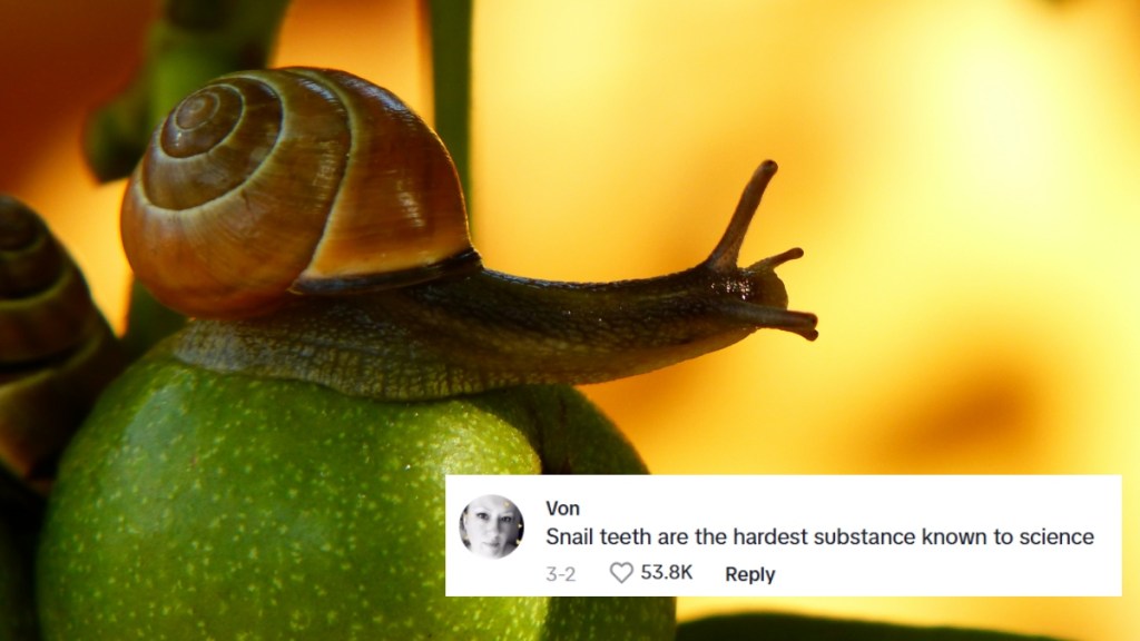 Close up of a snail resting on a bright green apple. A social media comment has been edited onto the photo and reads: Snail teeth are the hardest substance known to science