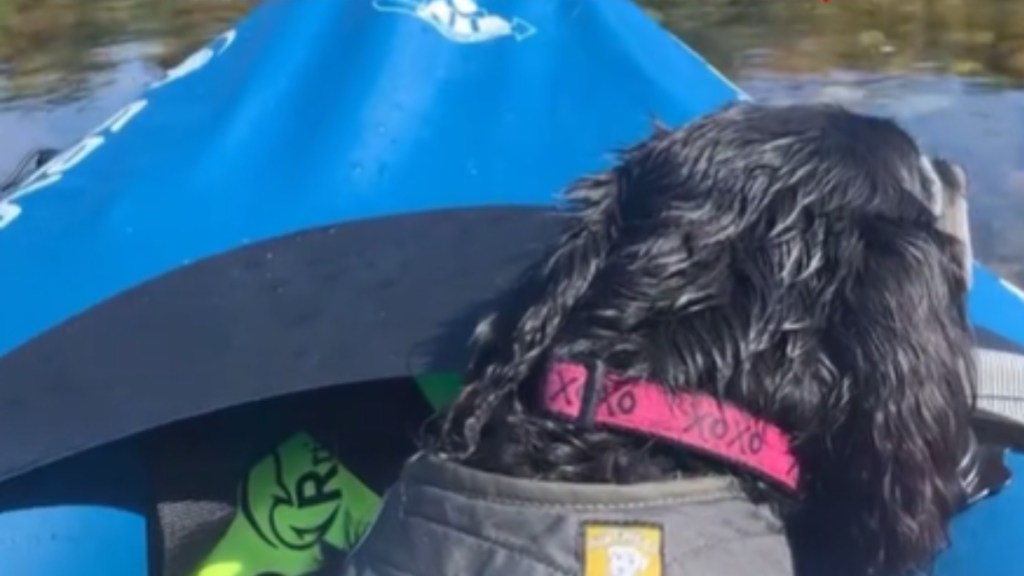 Close up of a dark-furred dog resting her head on the canoe she's inside. The view is of the back of her head