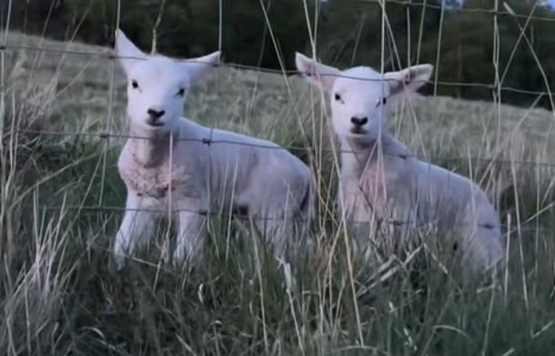 Image shows adorable twin lambs visiting a hiker near the fence.