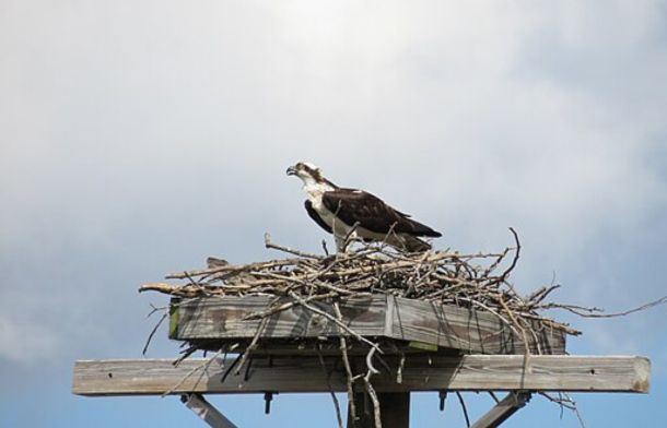 Image is a stock image of an osprey nest on top of a utility pole with an adult osprey standing on the edge.