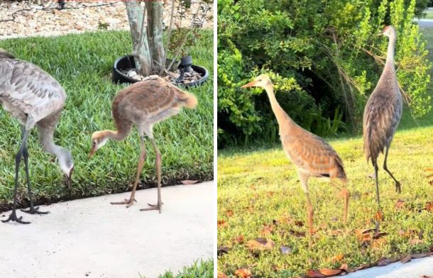 Left image shows a baby sandhill crane just staring to show his feathers. Right image shows the same baby almost as tall as his parent.
