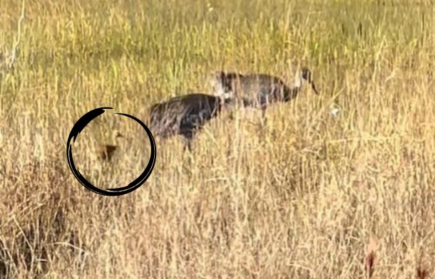 Image shows a baby sandhill crane with its parents walking through tall grass looking for food.