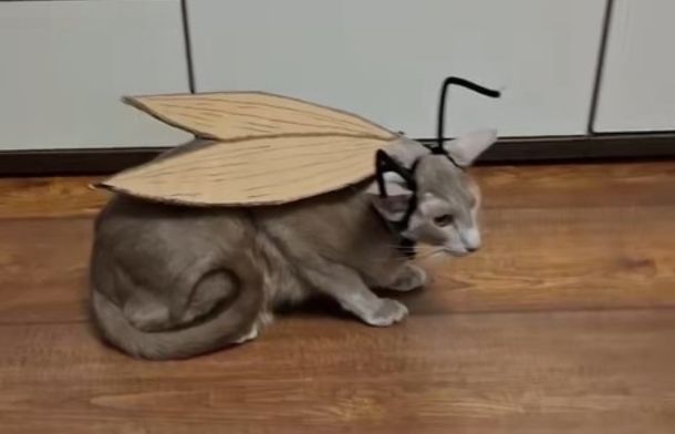 Image shows a cat wearing fake beetle wings and antennae after getting bit by an imaginary cat beetle.