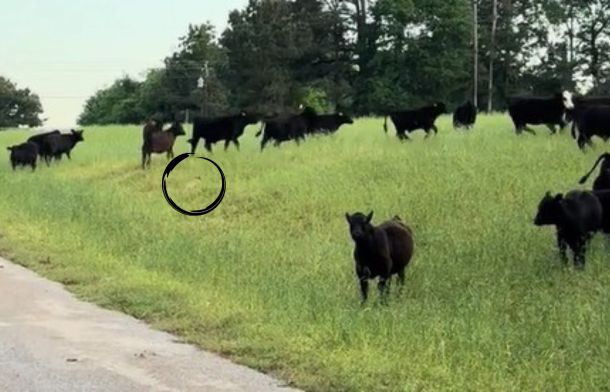 Image shows a dachshund (in the circle) herding cattle up a slight hill.