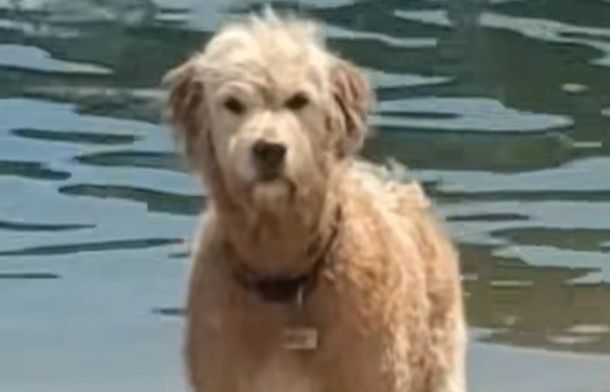 Image shows a dog searching for his lost ball, giving his Mom a look that says, "Are you just gonna keep laughing, Karen, or come help me?"
