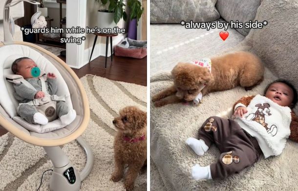 Left image shows Coco "guarding" an infant on a swing. Right image shows her lying next to the napping child.
