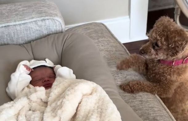 Image shows a calm dog watching a baby sleep.