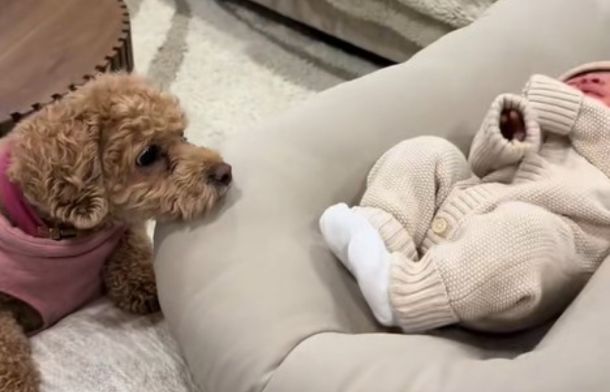 Image shows Coco, the dog, checking on her restless newborn.
