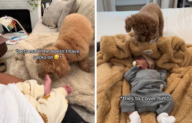 Left image shows the dog getting upset because the baby has no socks. Right image shows the dog trying to cover the baby.
