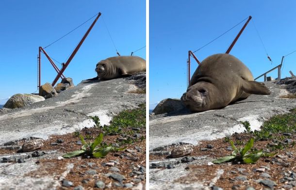 Images show an elephant seal using a man-made ramp as a slide.