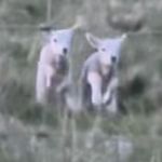 Adorable twin lambs running across a field to