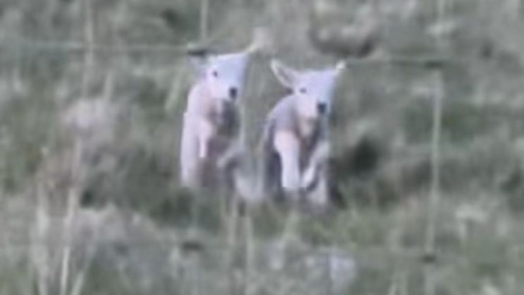Adorable twin lambs running across a field to