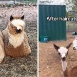 Left image shows two alpacas before haircuts. Right image shows them after.