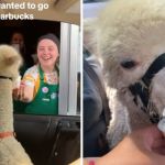 Left image shows an alpaca in a car on the driver's lap getting a Starbucks Pup Cup. Right image shows the alpaca enjoying his Pup Cup.