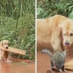 Left image shows a dog carrying a flat board into a small creek. Right image shows that the dog has placed the board across and rock and the shore to rescue a tiny kitten, proving that animals love each other.