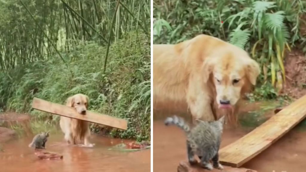 Left image shows a dog carrying a flat board into a small creek. Right image shows that the dog has placed the board across and rock and the shore to rescue a tiny kitten, proving that animals love each other.