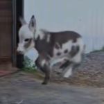 Baby donkey Stella is in a constant state of the Zoomies.