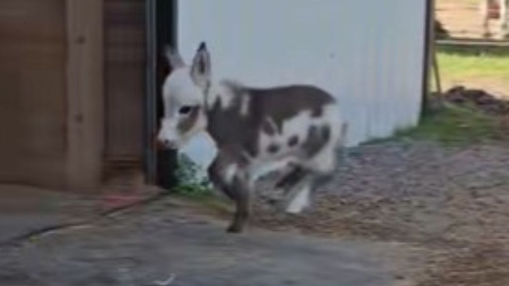 Baby donkey Stella is in a constant state of the Zoomies.