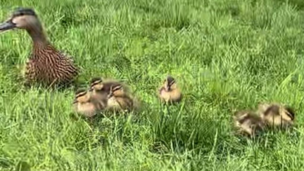 Image shows a mama duck with six baby ducks.