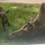 Image shows a wobbly baby moose with its momma minutes after being born.