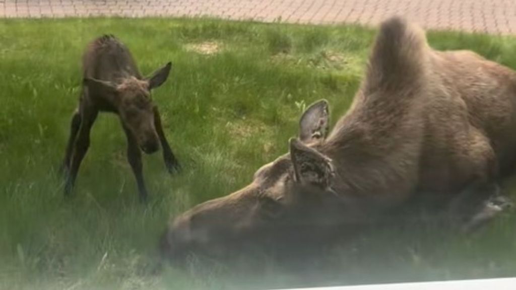 Image shows a wobbly baby moose with its momma minutes after being born.
