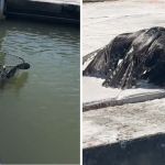 Left image shows a man using a fishing net to rescue a baby osprey. Right image shows the rescued bird resting on the dock.
