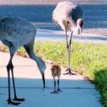 Image shows two adult sandhill cranes showing a baby crane how to hunt worms.