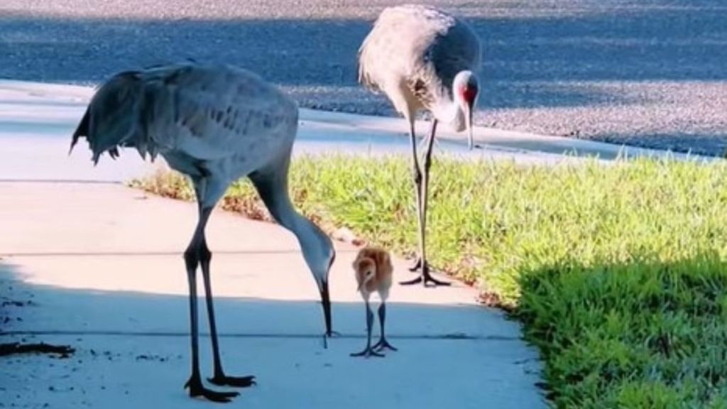 Image shows two adult sandhill cranes showing a baby crane how to hunt worms.