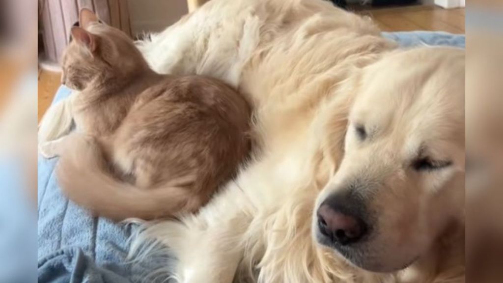 Blind golden retriever cuddling with one of his "guide" cats.