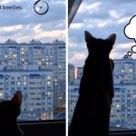 Left image shows a cat watching beetles through a window. Right image shows the cat after catching a beetle.
