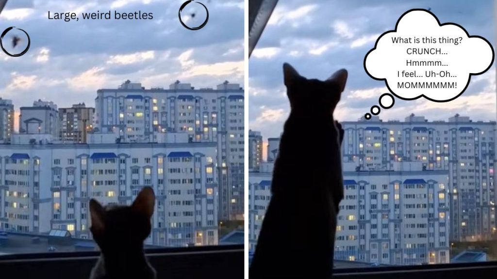 Left image shows a cat watching beetles through a window. Right image shows the cat after catching a beetle.