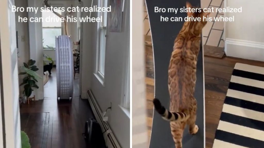 Image shows a smart Bengal cat who learned how to "drive" his cat wheel.
