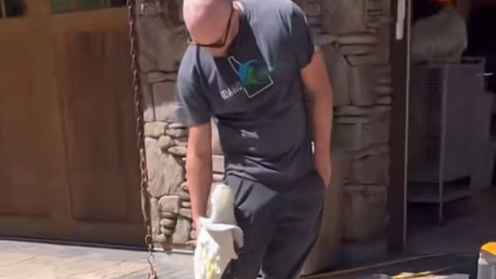 Cockatoo Sweet Pea climbs the leg of a worker to say hello.