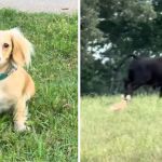 Left image shows Khaleesi sitting. Right image shows the dachshund herding cattle.