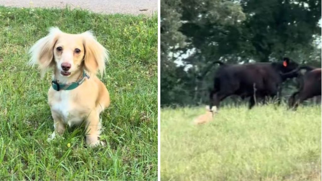 Left image shows Khaleesi sitting. Right image shows the dachshund herding cattle.