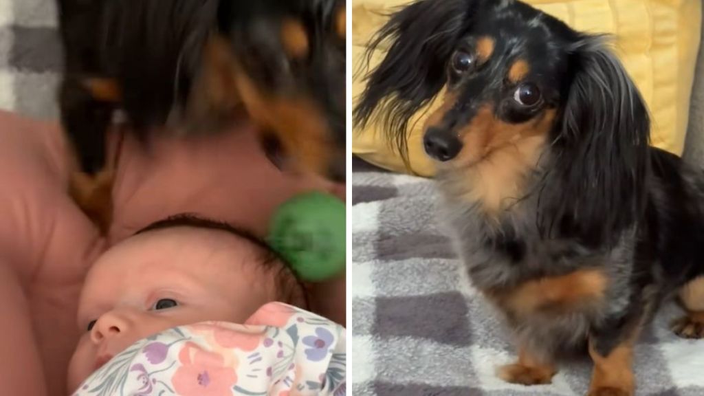 Dachshund Is A Bit Bamboozled By New Family Member’s Noncompliance