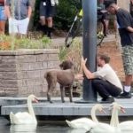 Image shows a dog eluding capture after getting away from its owner.