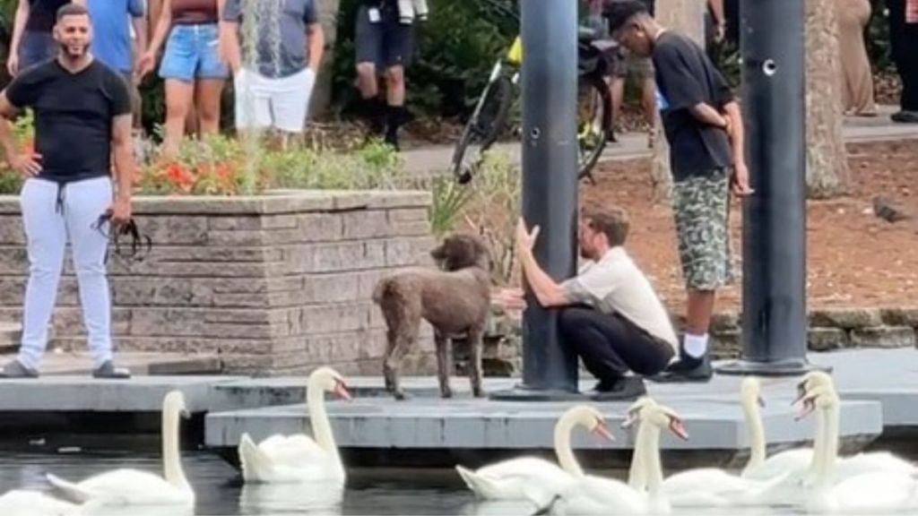 Image shows a dog eluding capture after getting away from its owner.