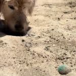 Image shows a dog searching for a lost ball that is in plain sight.