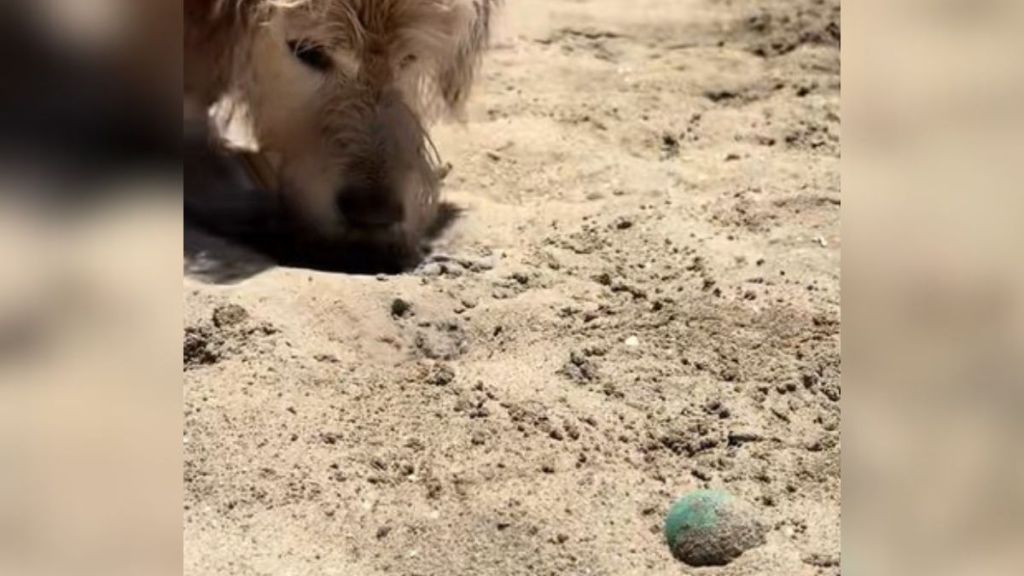 Image shows a dog searching for a lost ball that is in plain sight.