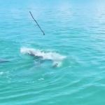 Image shows a dolphin tossing a stick in play.