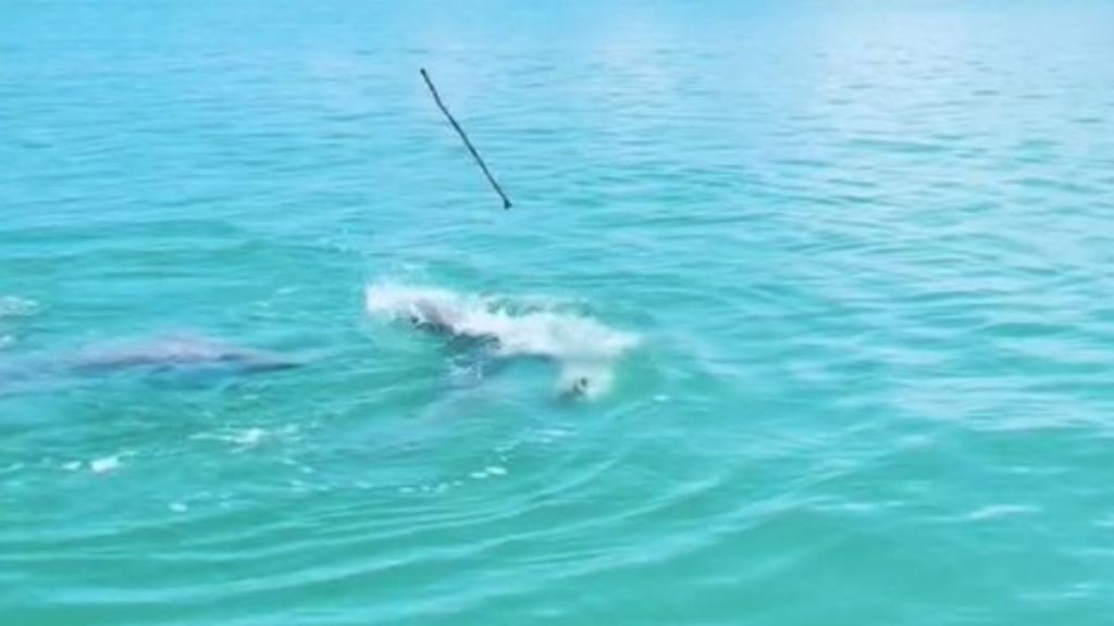 Image shows a dolphin tossing a stick in play.