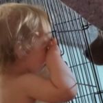 Image shows a dramatic baby whining to the family dog because her mom said, "No."