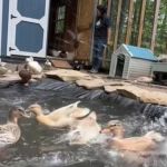 Farmer Krissy loves releasing the Dunkin Ducks from their shed every morning.