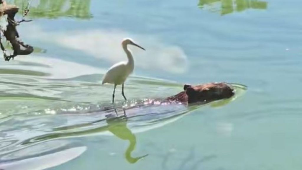 Image shows a snowy egret catching a ride on a capybara.