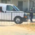 Image shows a horse greeting the FedEx driver.