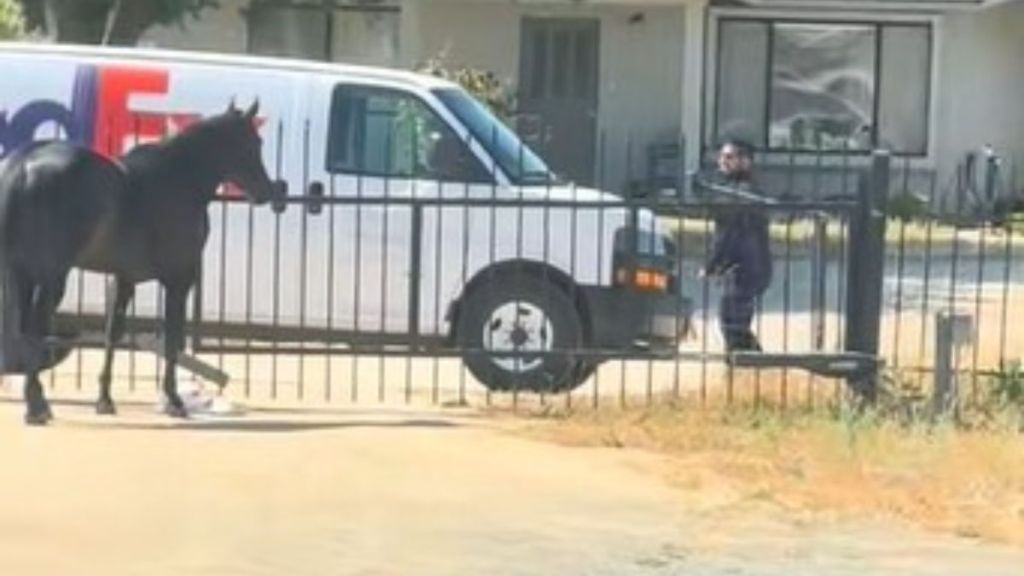 Image shows a horse greeting the FedEx driver.