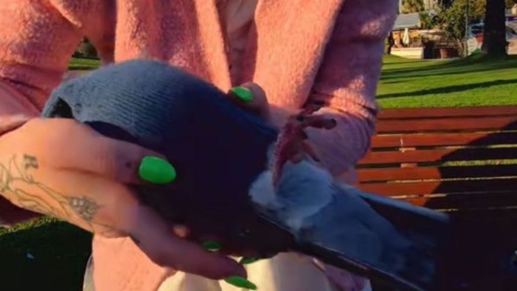 Image shows a feral pigeon in "sock jail" so a caretaker can remove string from its feet safely.